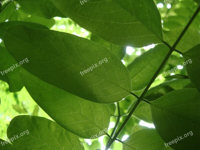 Leaf Flora Growth Nature Freshness