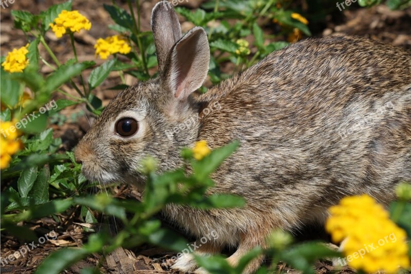 Nature Cute Little Animal Mammal