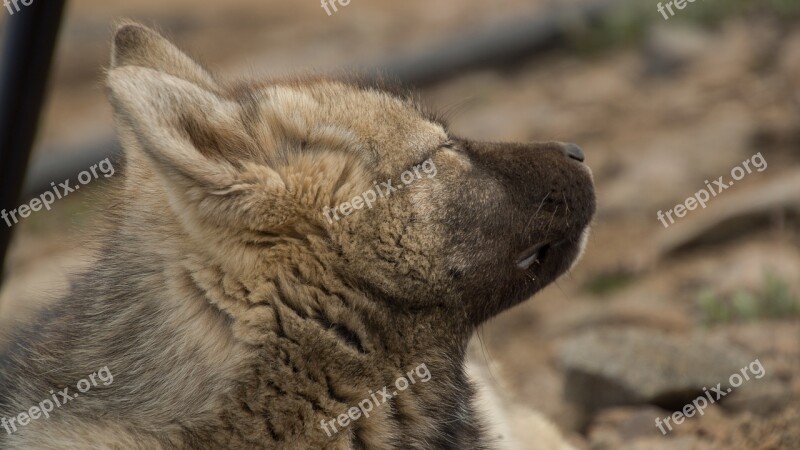 Puppy Dog Sled Dog Greenland Summer