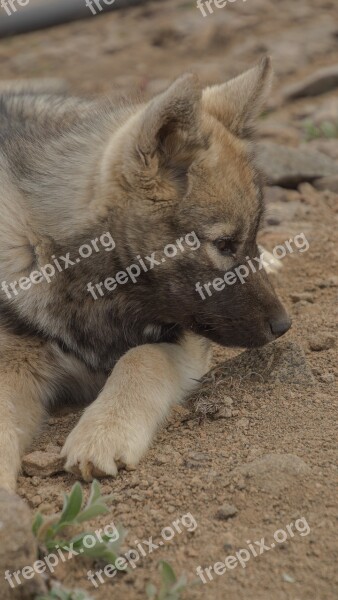 Puppy Dog Sled Dog Greenland Summer