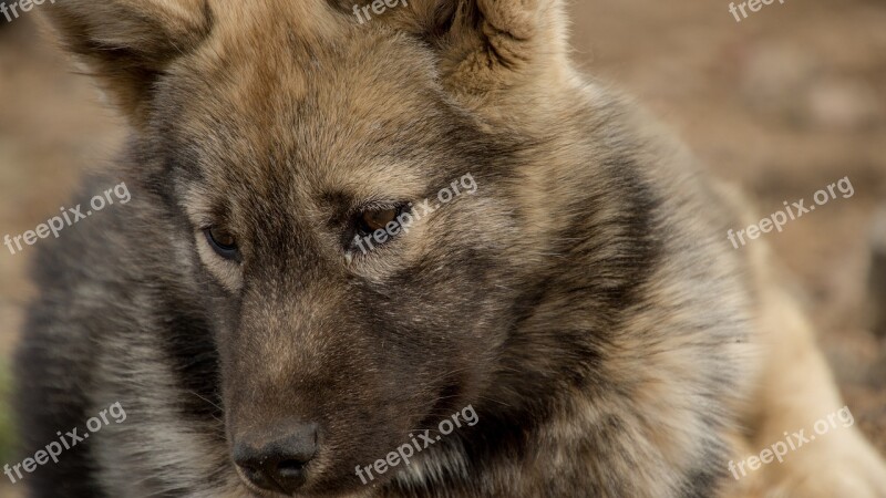 Puppy Dog Sled Dog Greenland Summer