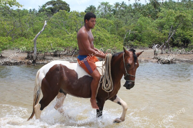 Body Of Water Nature Horse