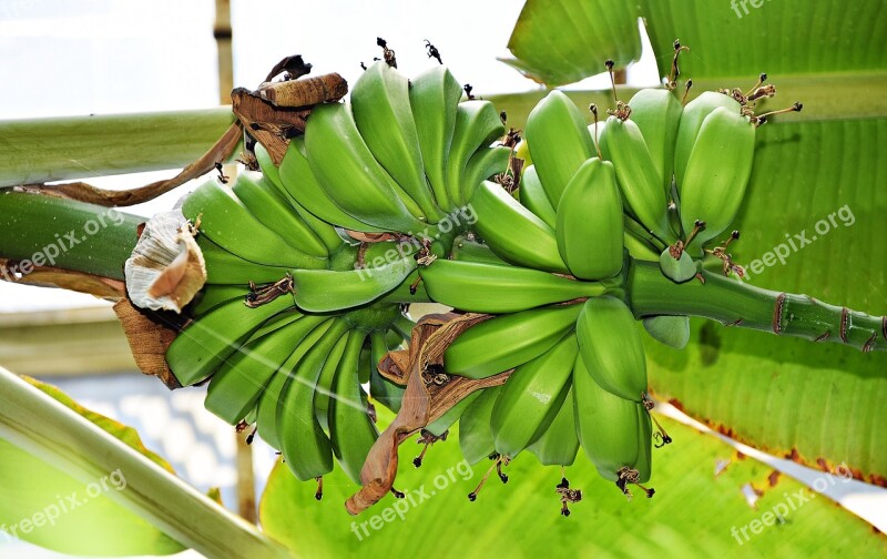 Banana The Tropical Plant Fruit Eating