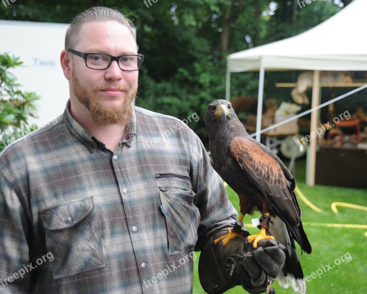 Bald Bird Raptor Portrait Nature