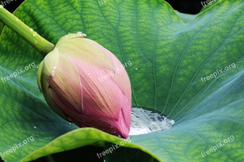 Leaf Plants Nature Garden Lotus