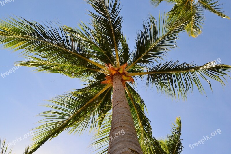 Tree Tropical Beach Coco Nature