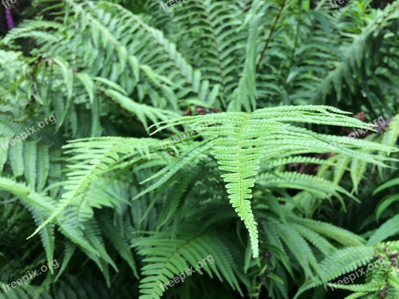 Leaf Flora Fern Nature Frond