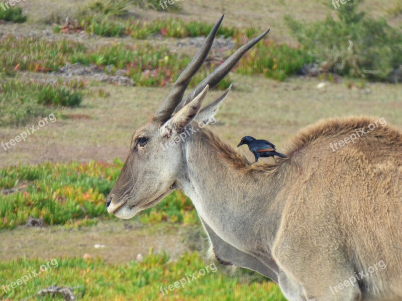 Mammal Animal World Nature Grass Animal