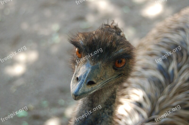 Wildlife Nature Animal Kingdom Bird Ostrich