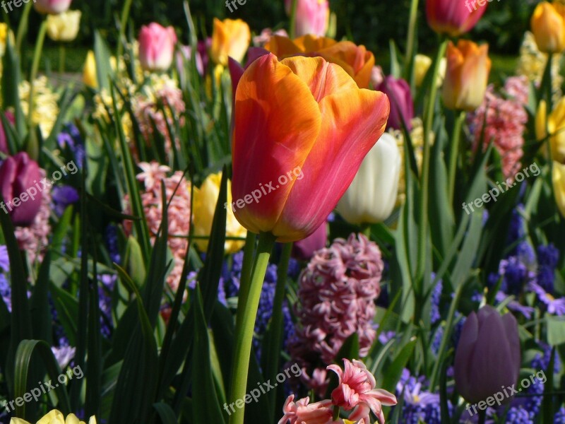 Plant Nature Garden Spring Keukenhof