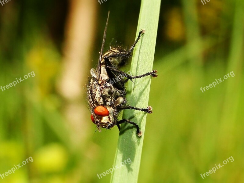 Insect Nature At The Court Of No One Animals