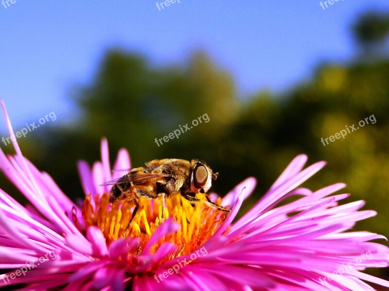 Nature Insect Flower Plant Pollen