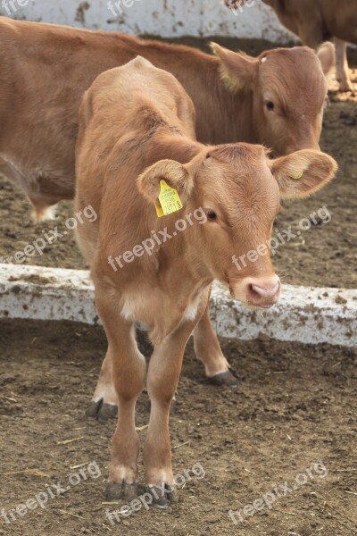 Boss Taurus Farm Veal Livestock Animal