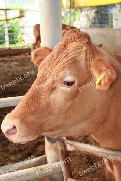 Farm Milk Livestock Ranch Boss Taurus