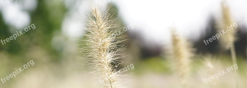 Nature Fluff The Dog's Tail Grass Free Photos