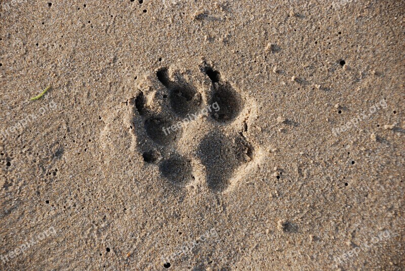 Sand Desert Beach Seashore Footprint