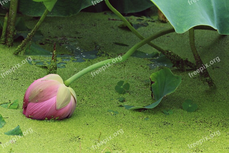 Leaf Plants Garden Nature Lotus