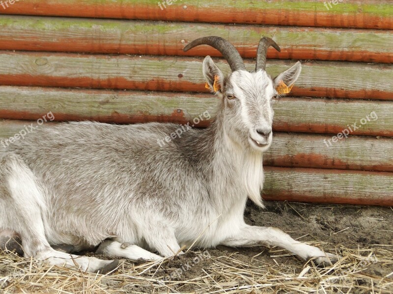 Mammals Animals Goat Nature National