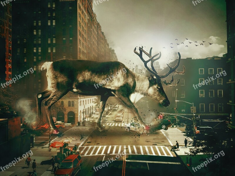 Manipulation Animals City Art Fine Arts