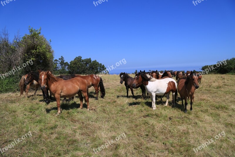 Farm Henar Herd Field Pastures