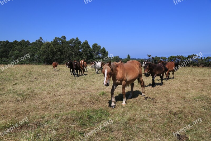 Henar Farm Lawn Field Pastures