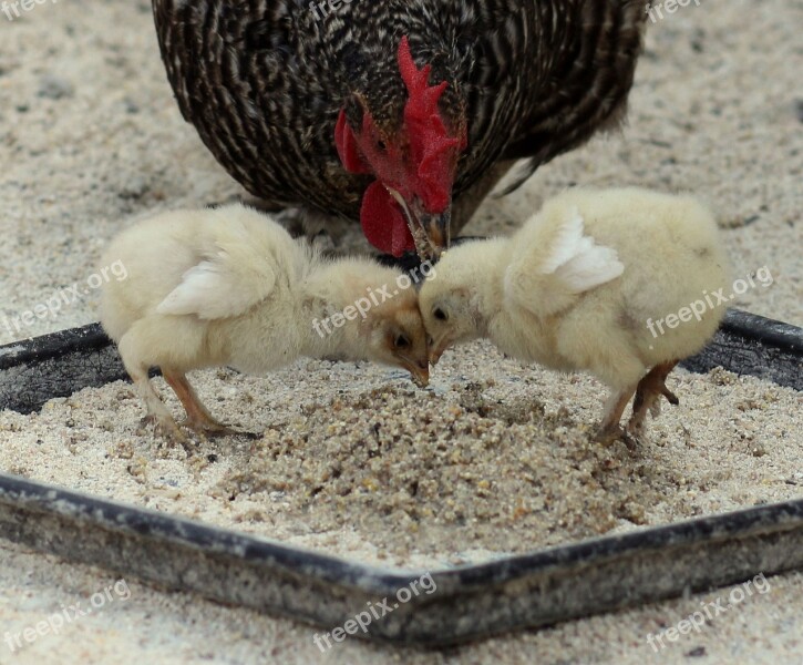 Poultry New Gallus Gallus Domesticus Farm Cockerel