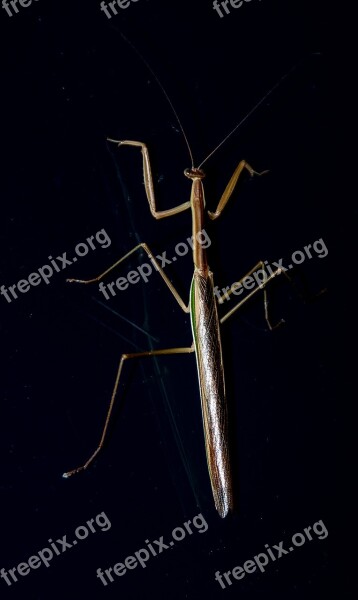 Praying Mantis Mantid Mantis Insect Large