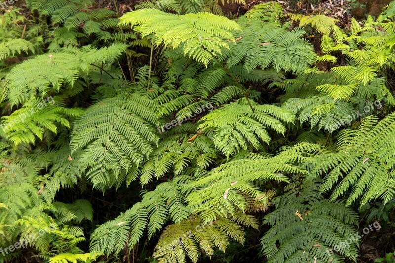 Ferns Fronds Green Foliage Rainforest