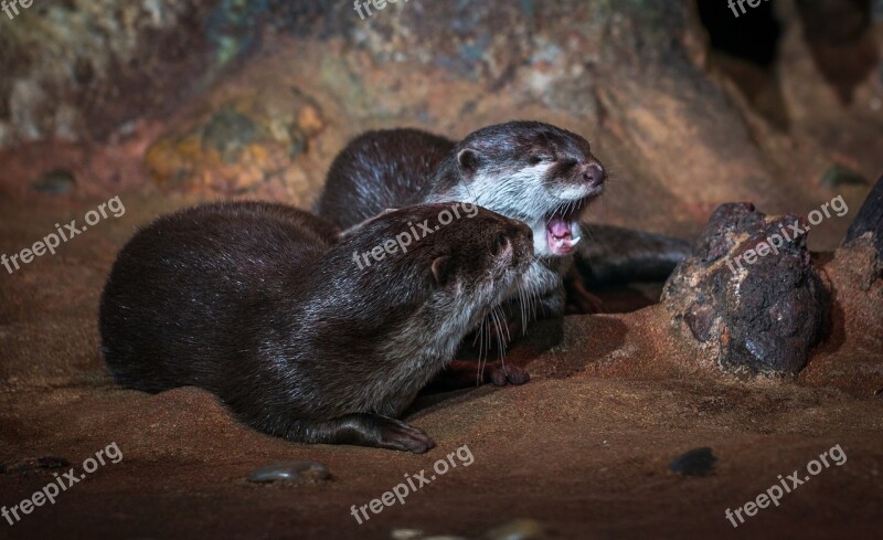 Living Nature Nature Otter Yawns Free Photos