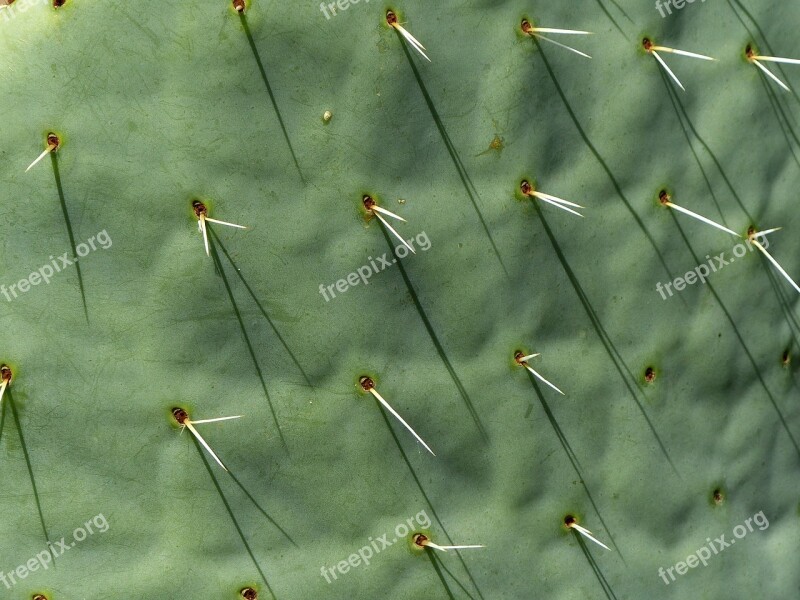 Cactus Long Thorns Spice Full Screen Nature