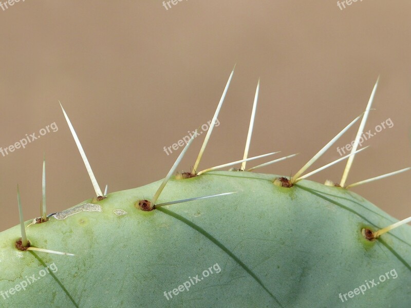 Cactus Long Thorns Close Up Nature Plant