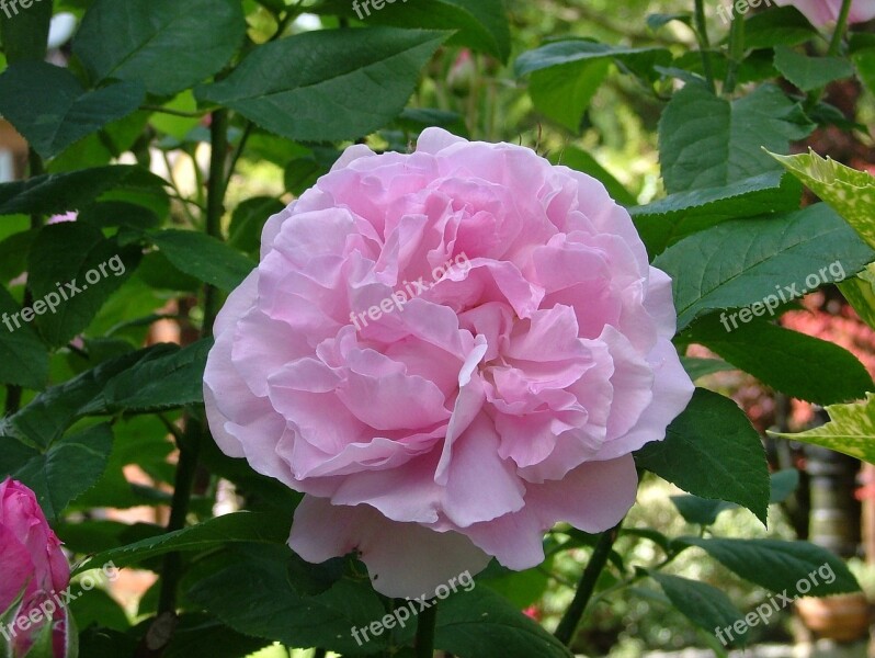 Pink Flower Of Pink Pink Flower Rosebush Flowering