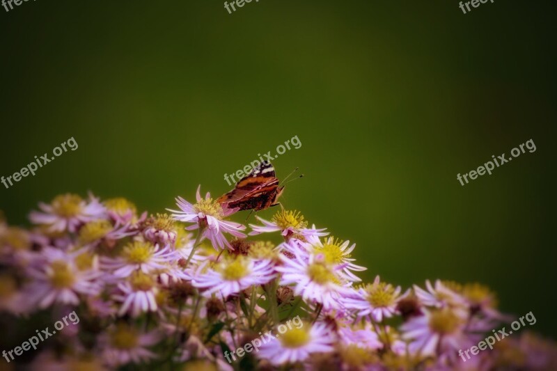 Nature Flower Plant Summer Garden