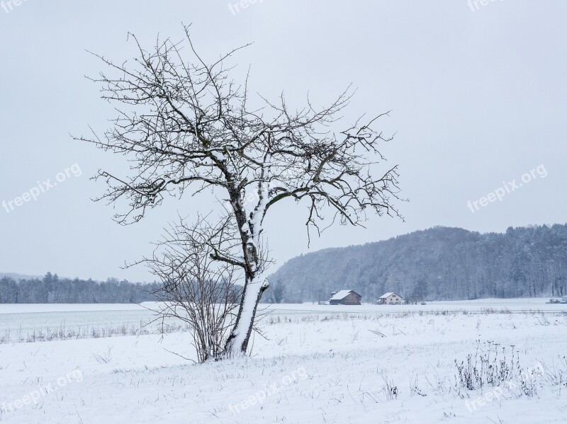 Winter Snow Snow Landscape Tree Winter Magic