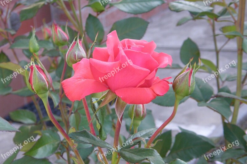 Red Rose Floribunda Blossom Bloom