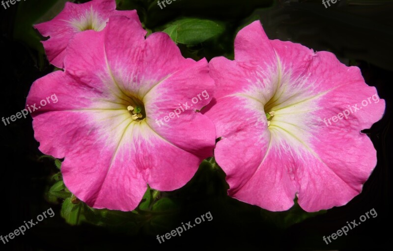 Petunia Flowers Garden Flowerbed Free Photos