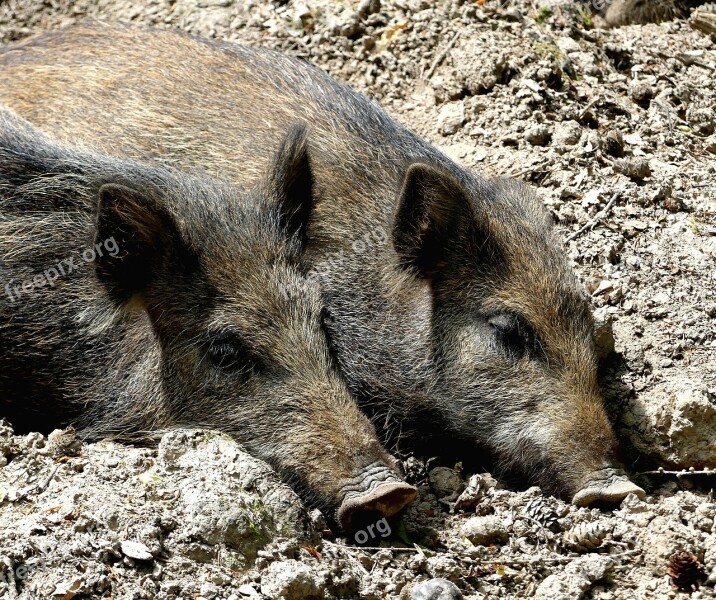 Wild Boar Animal World Mammal Nature Animal