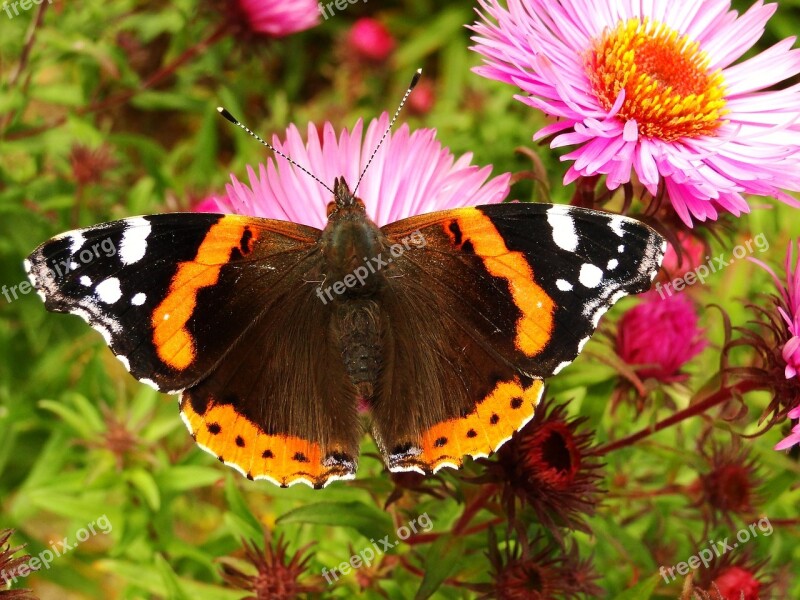 Nature Butterfly Day Insect Summer Garden