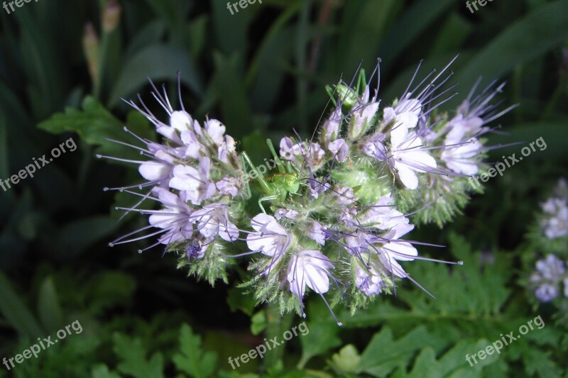 Nature Flower Plant Summer Garden