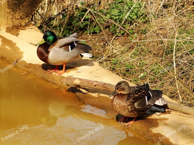 Birds Nature Duck Monolithic Part Of The Waters Mallard Duck