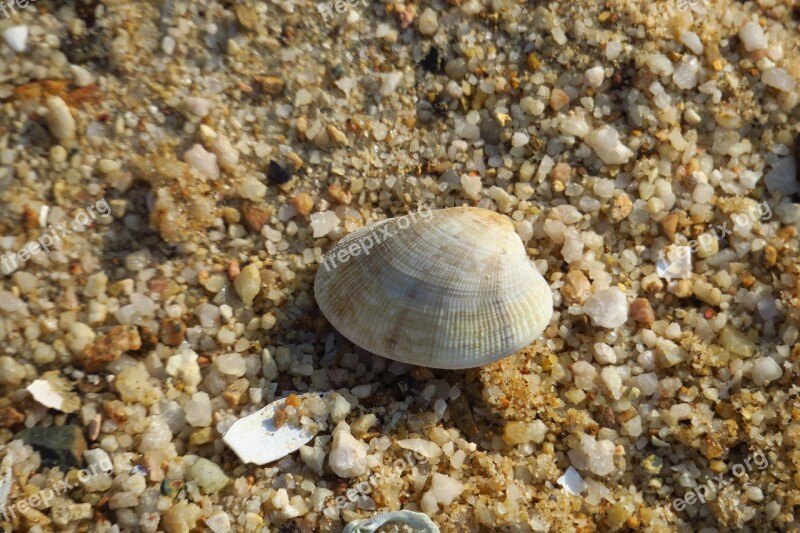 Nature Exoskeleton Beach Sha Sea