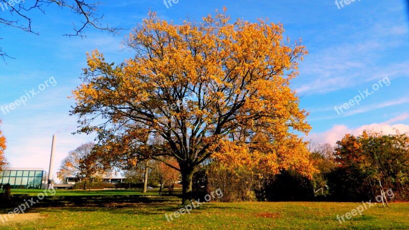 Tree Autumn Park Landscape Nature