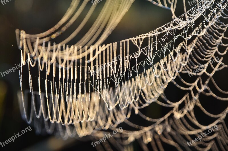 Spider Webs Morning Sunlight Nature The Spider