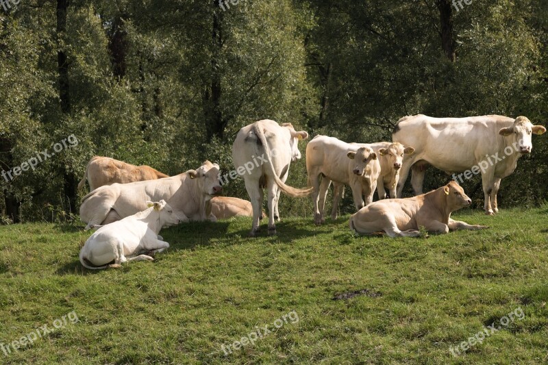 Farm Cattle Beef Biesbosch Free Photos