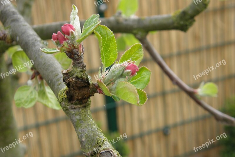 Apple Tree Bud Blossom Bloom Spring