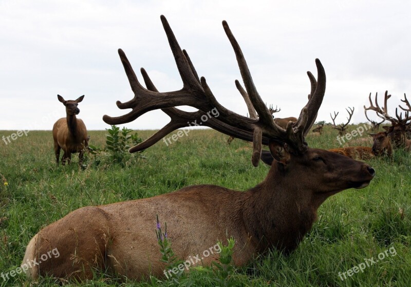 Deer Wildlife Mammal Moose Antler