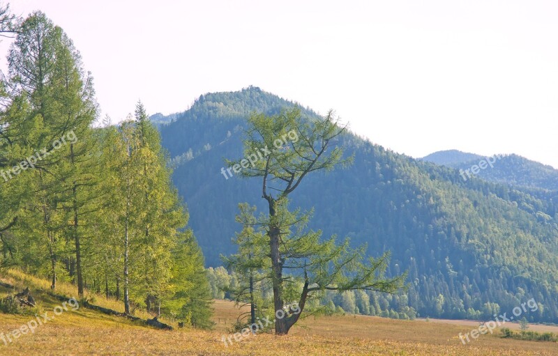 Nature Tree Landscape Sky Travel