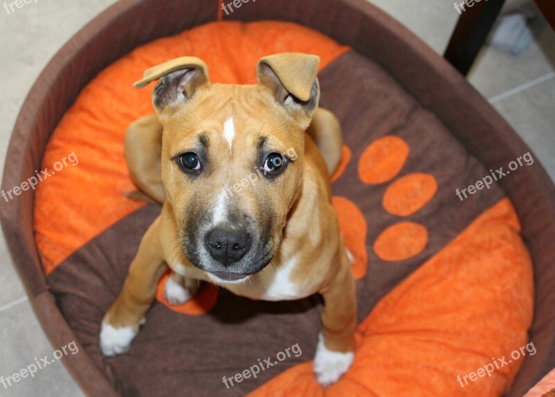 Amstaff Pitbull Puppy Cute Dog