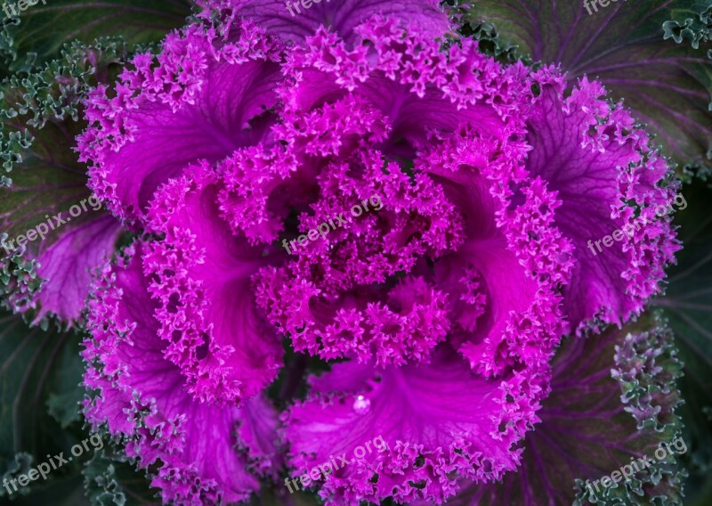 Nature Plant Cabbage Free Photos