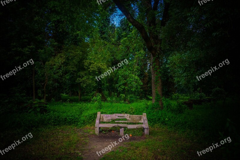 Tree Wood Nature Grass Bench